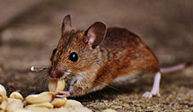 24 Hour & Emergency Exterminators in Pomona, WA